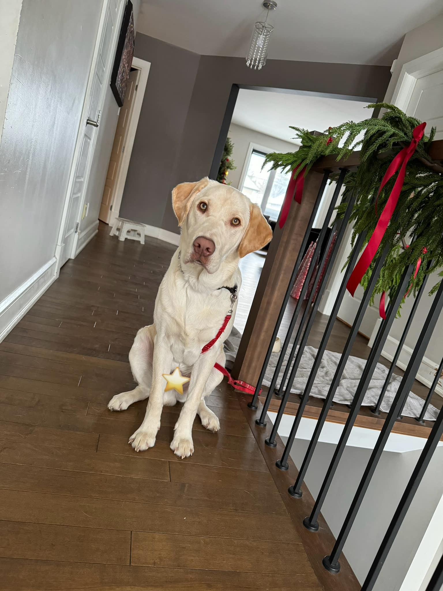Enlarge Bubbly, a Adoptable Yellow Labrador Retriever in Montreal, QC image 3/3
