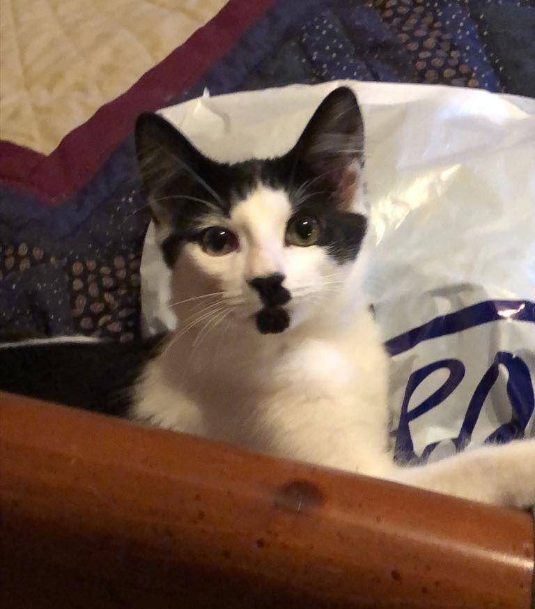 Enlarge Stash Kitten, a Adopted Domestic Short Hair in Nazareth, PA image 1/3