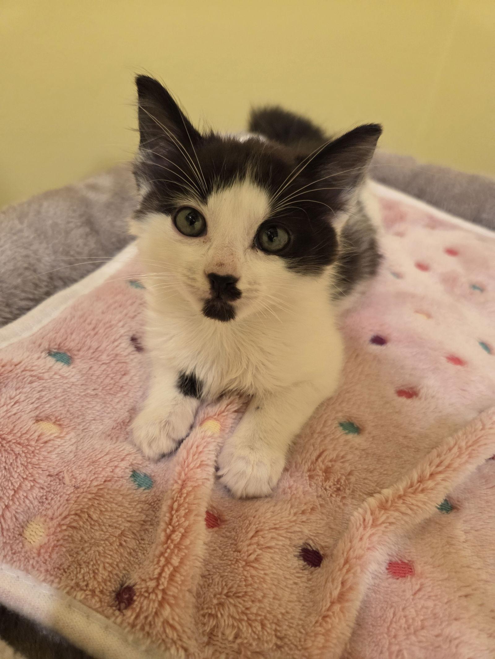 Enlarge Stash Kitten, a Adopted Domestic Short Hair in Nazareth, PA image 2/3