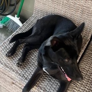 Enlarge Bella a black beauty - Courtesy Post, a Adoptable mixed breed in League City, TX image 1/3