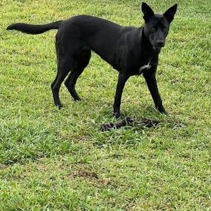 Bella a black beauty - Courtesy Post