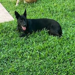 Enlarge Bella a black beauty - Courtesy Post, a Adoptable mixed breed in League City, TX image 3/3