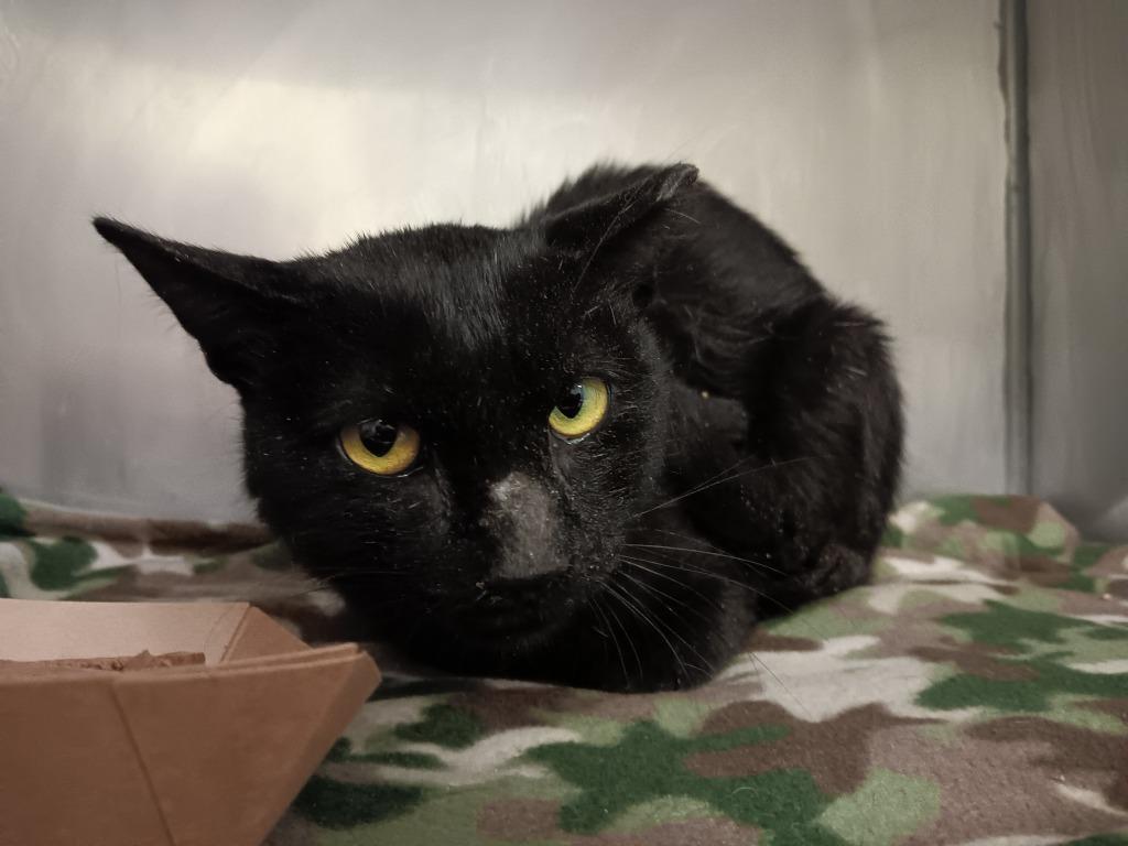 Enlarge Gerald, a Adoptable mixed breed in New Braunfels, TX image 1/1