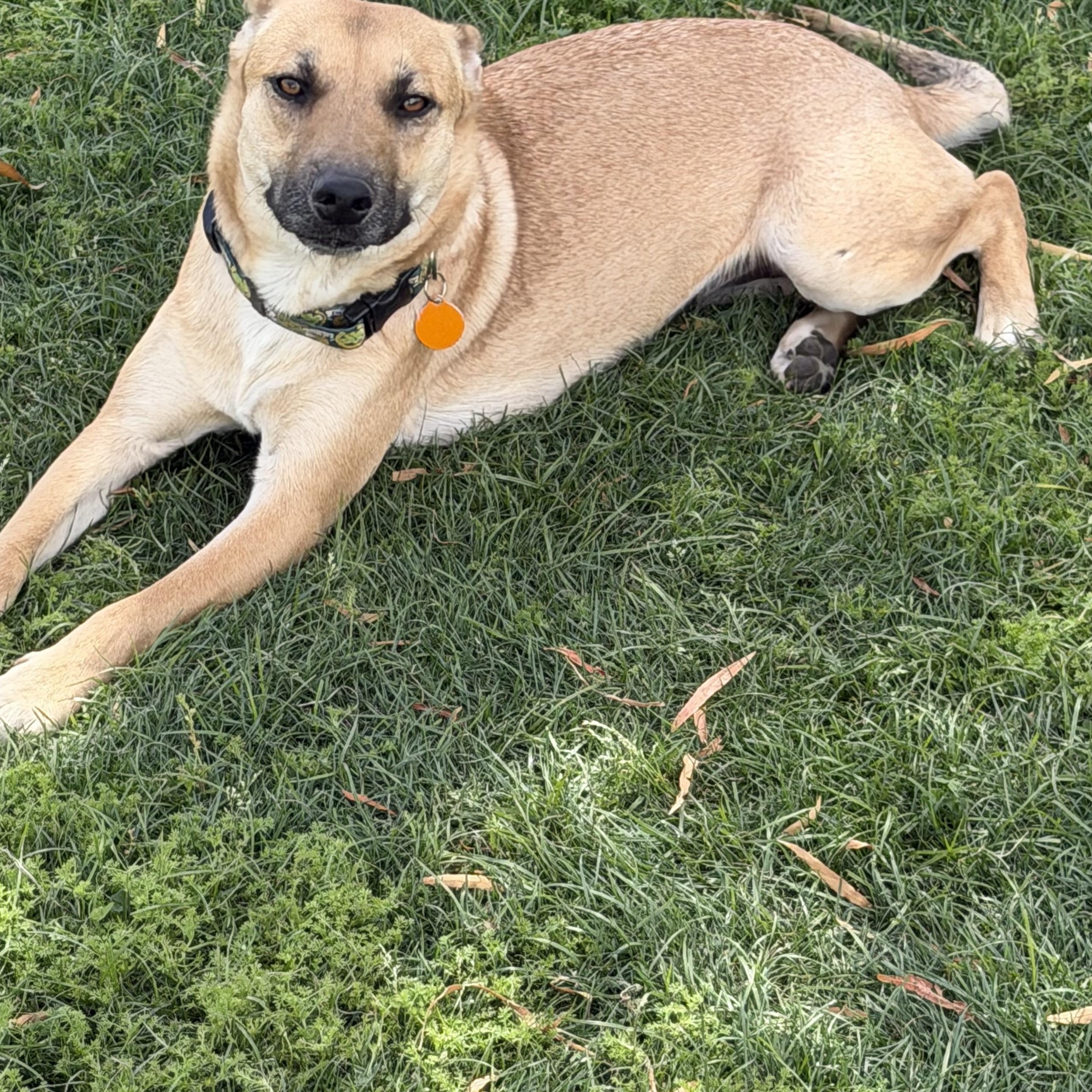 Enlarge Patti , a Adoptable mixed breed in Santa Monica, CA image 6/6
