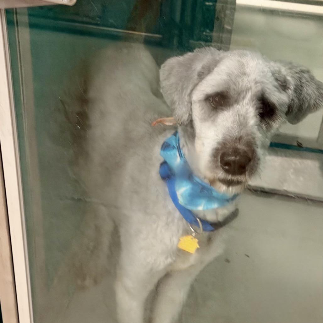 Arlo C-34137, Adoptable, Adult Male Standard Poodle & Mixed Breed.