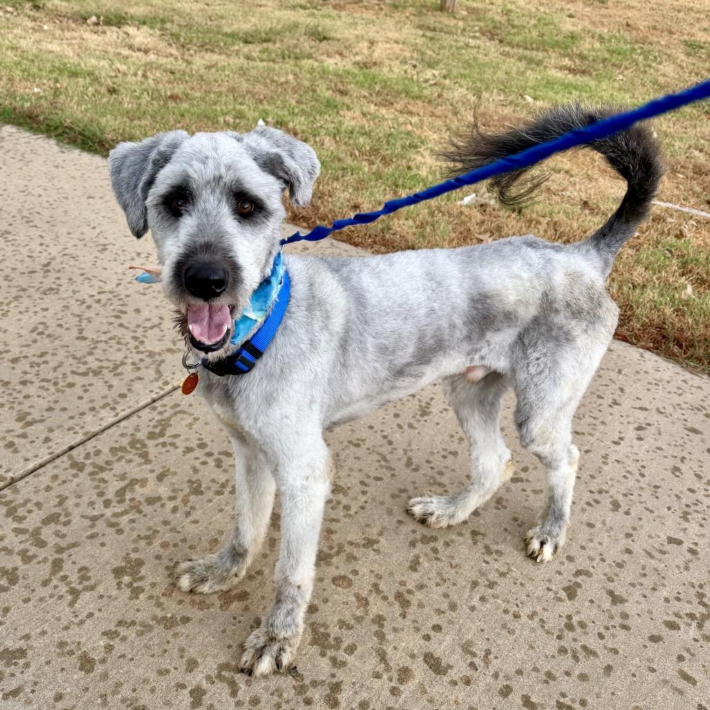 Enlarge Arlo C-34137, a Adoptable mixed breed in Oklahoma City, OK image 2/2