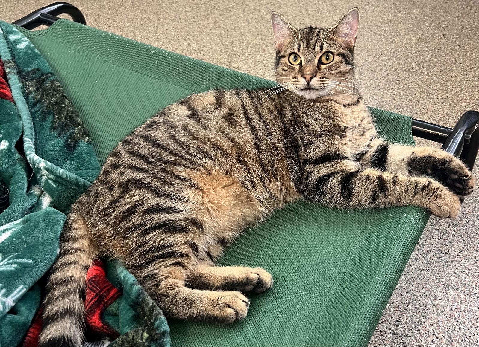 Jackson, a Adoptable Domestic Short Hair image 2/3