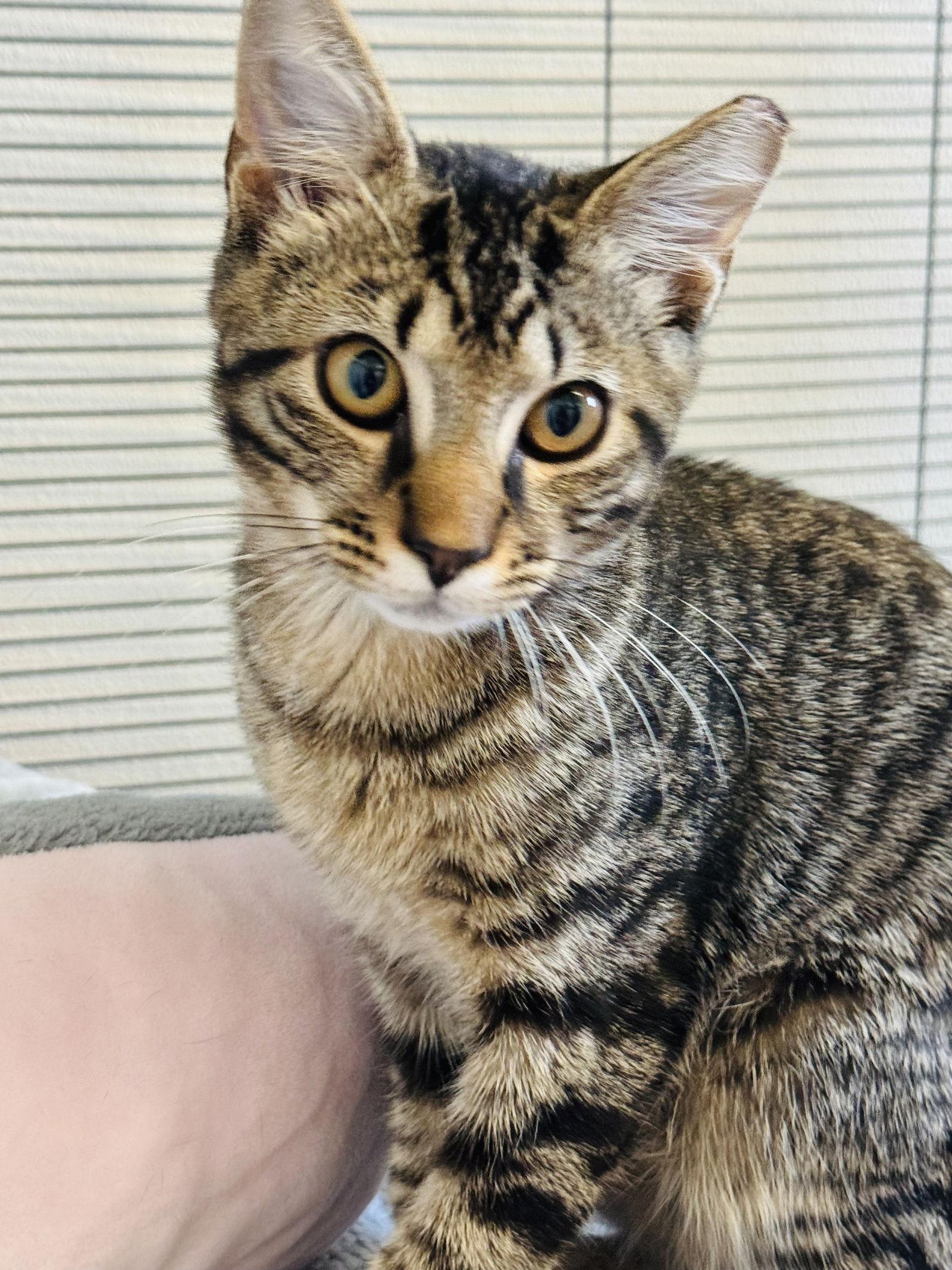 Jackson, a Adoptable Domestic Short Hair image 3/3