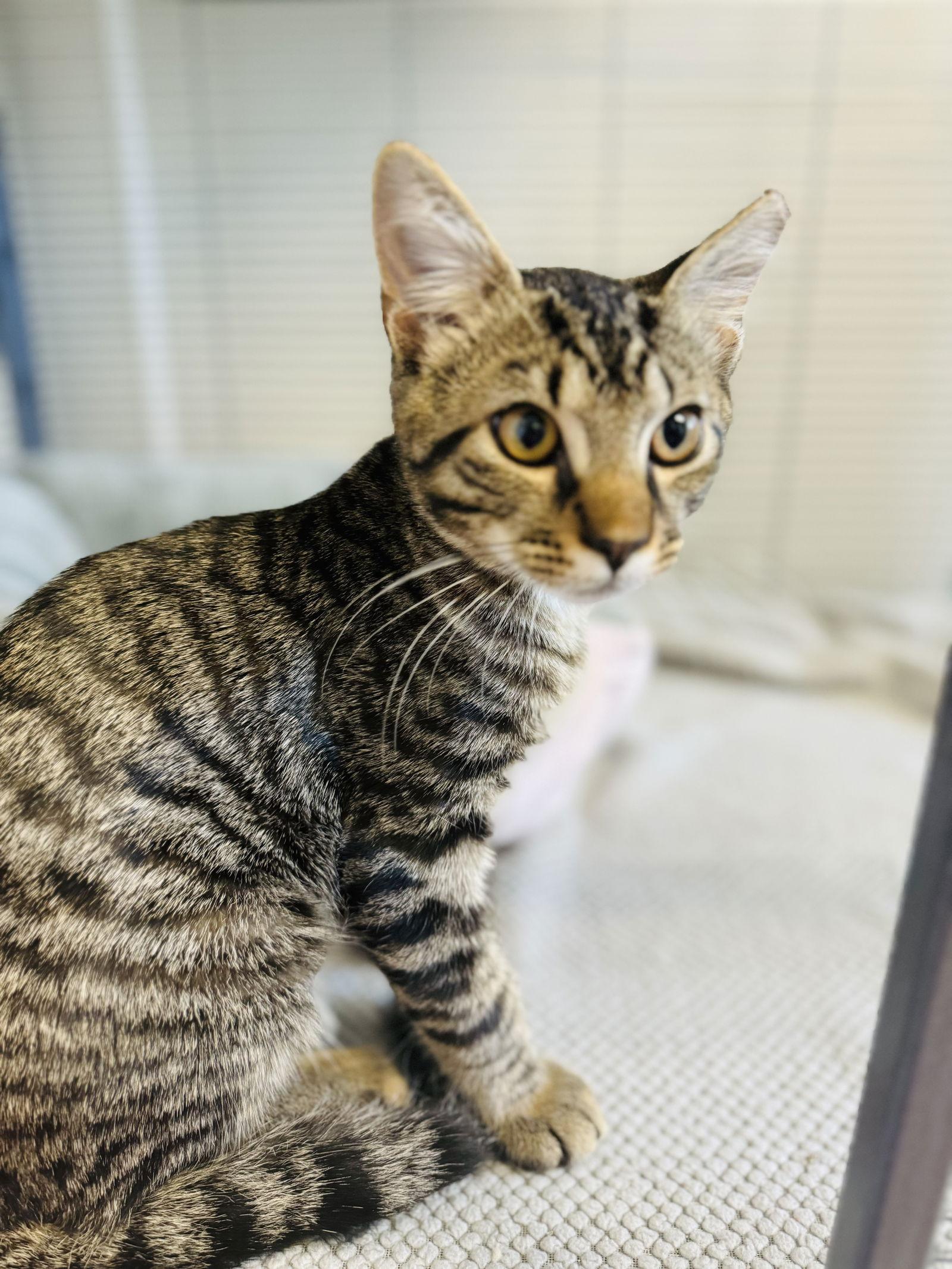 Enlarge Jackson, a Adoptable Domestic Short Hair in Sanford, FL image 3/3