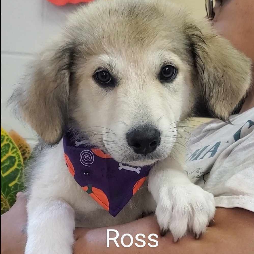 Dog for adoption ROSS, a Great Pyrenees Mix in East Dover, VT Petfinder
