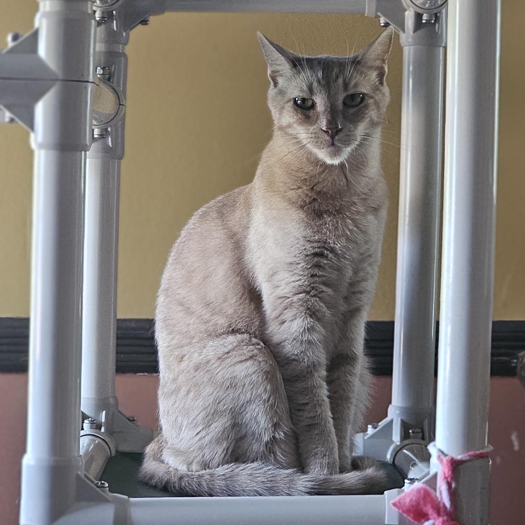 Enlarge Lake, a Adoptable Domestic Short Hair in Middletown, NY image 1/6