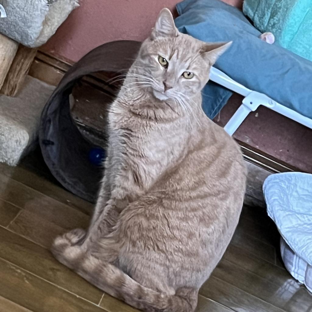 Enlarge Lake, a Adoptable Domestic Short Hair in Middletown, NY image 2/6