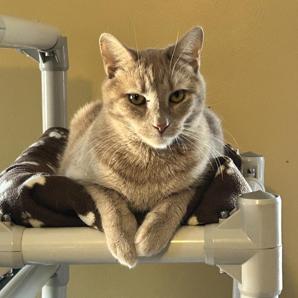 Enlarge Lake, a Adoptable Domestic Short Hair in Middletown, NY image 3/6