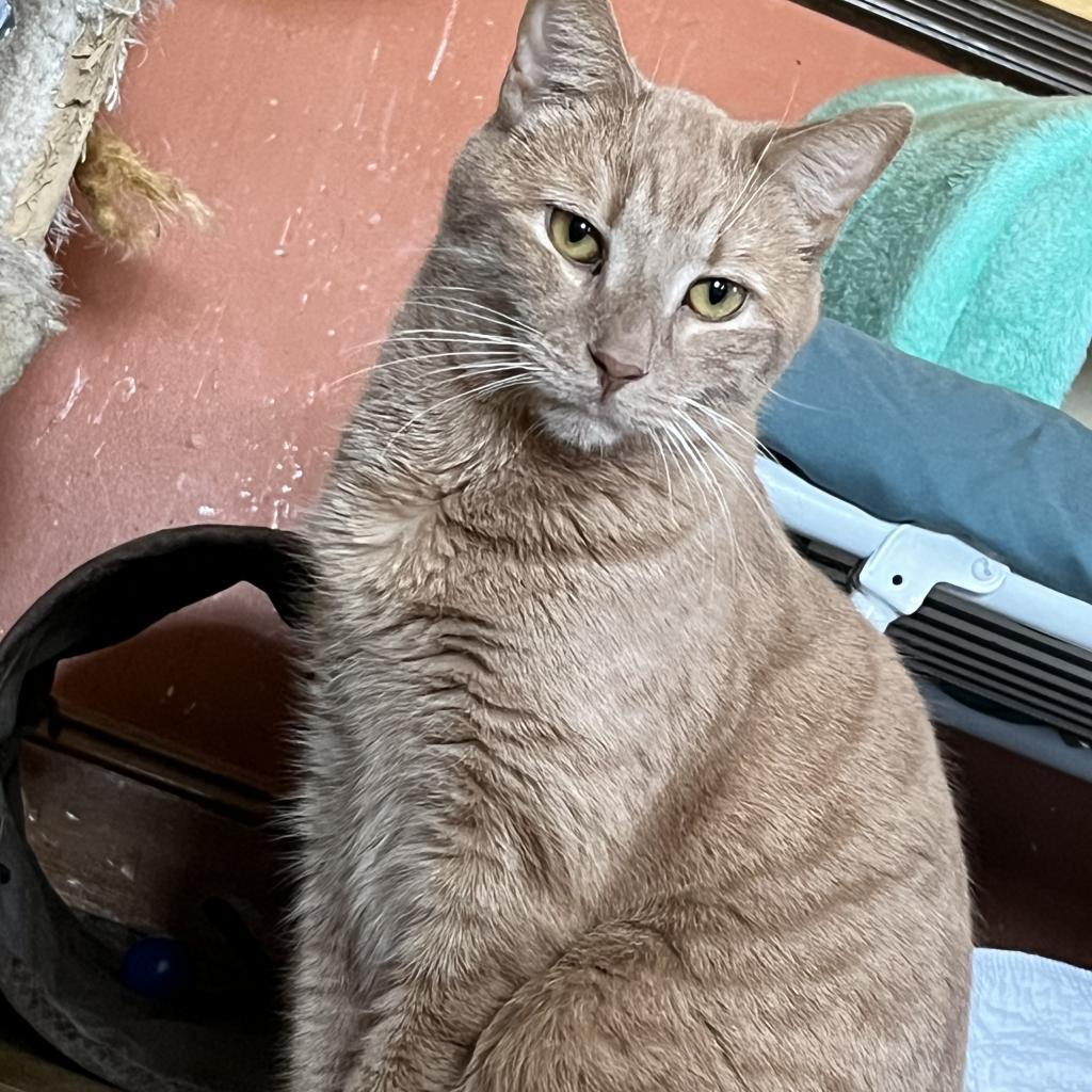 Enlarge Lake, a Adoptable Domestic Short Hair in Middletown, NY image 4/6