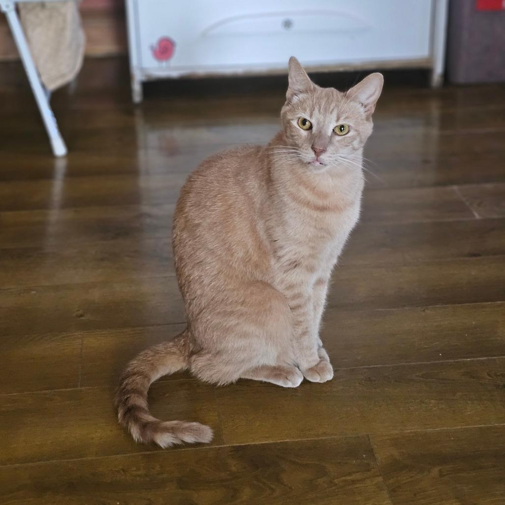 Enlarge Lake, a Adoptable Domestic Short Hair in Middletown, NY image 5/6
