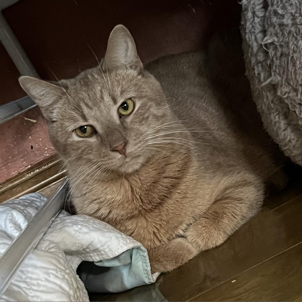 Enlarge Lake, a Adoptable Domestic Short Hair in Middletown, NY image 6/6