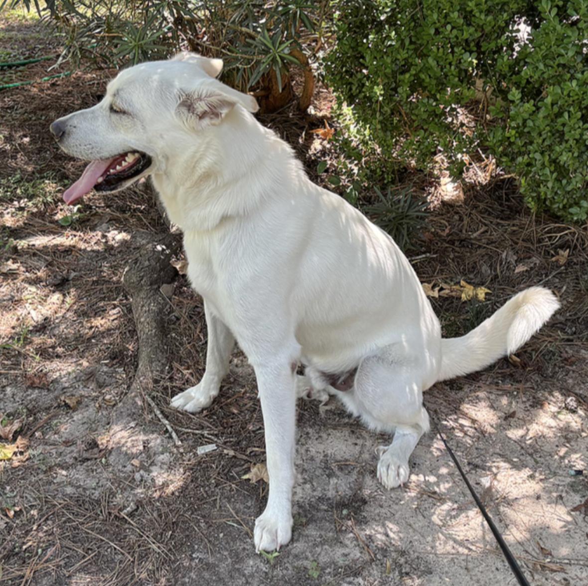 Enlarge Luke, a Adoptable mixed breed in Johnston, RI image 4/5
