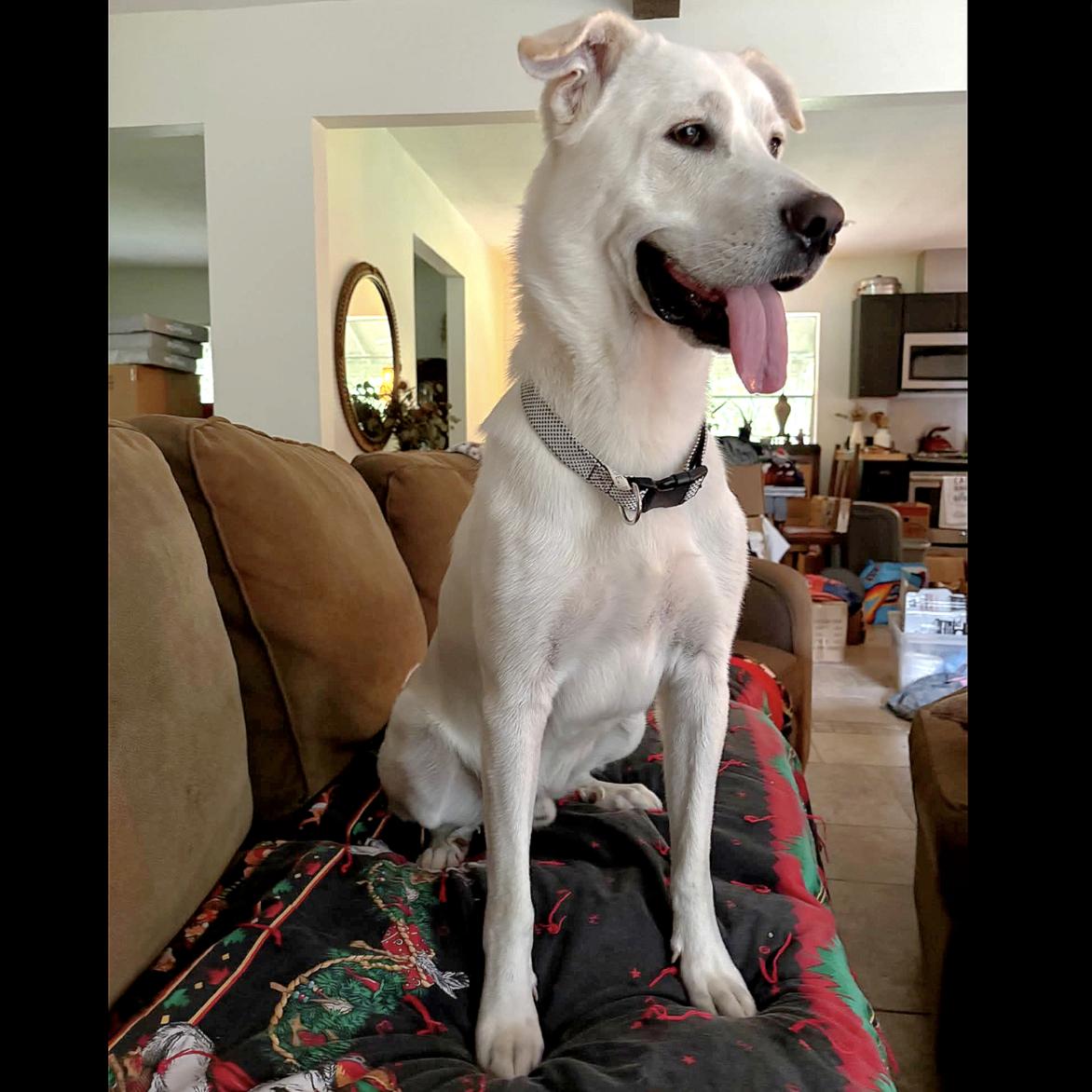 Enlarge Luke, a Adoptable mixed breed in Johnston, RI image 5/5