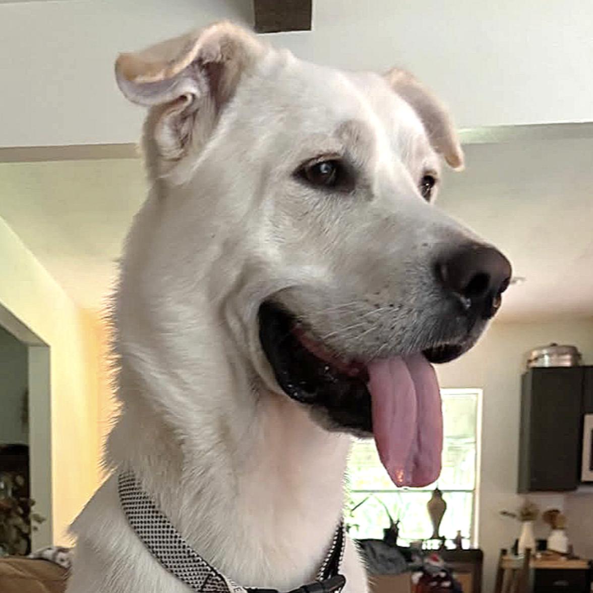 Enlarge Luke, a Adoptable mixed breed in Johnston, RI image 2/5