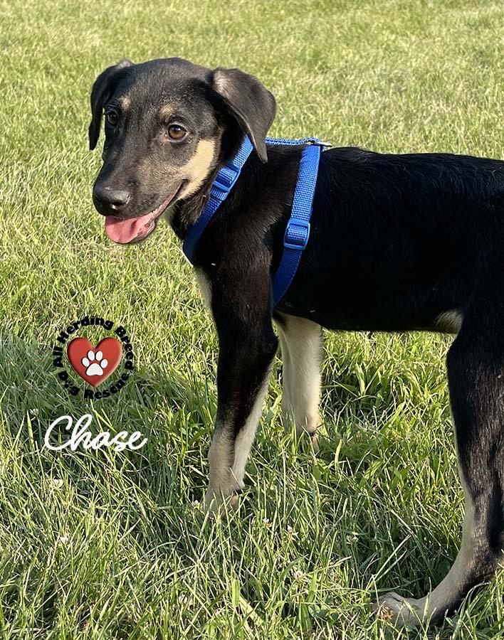 Chase photo 3