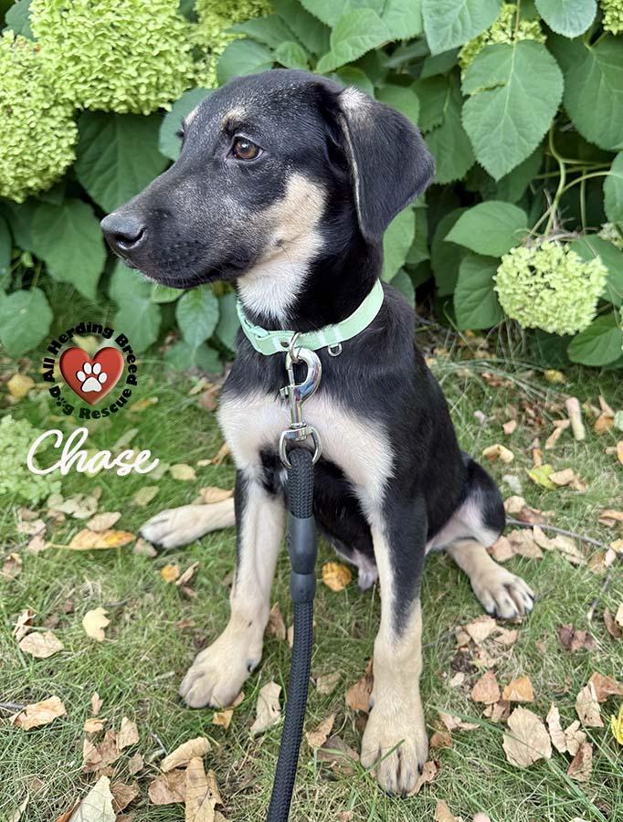 Chase, Young Male unknown