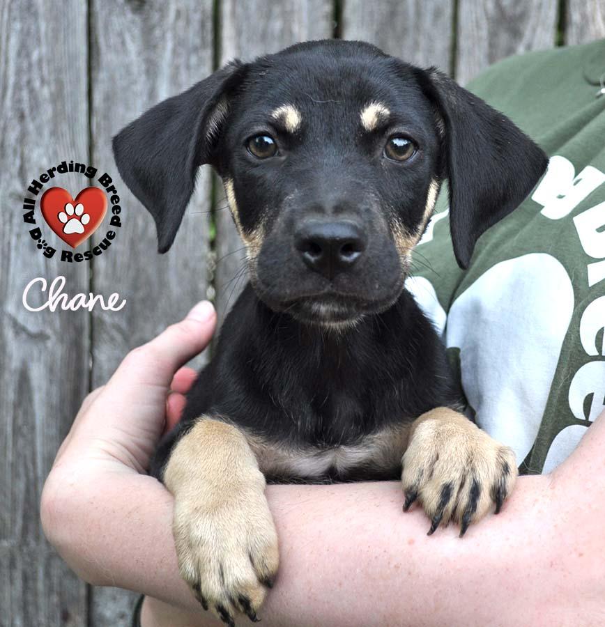 Chane photo 2