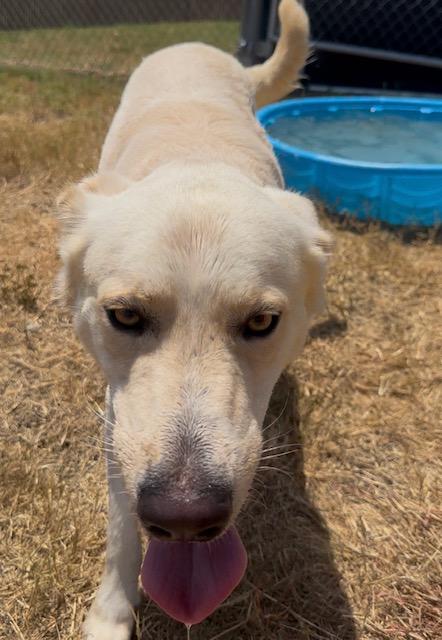 Enlarge Polybear, a ADOPTABLE mixed breed in Converse, TX image 4/6