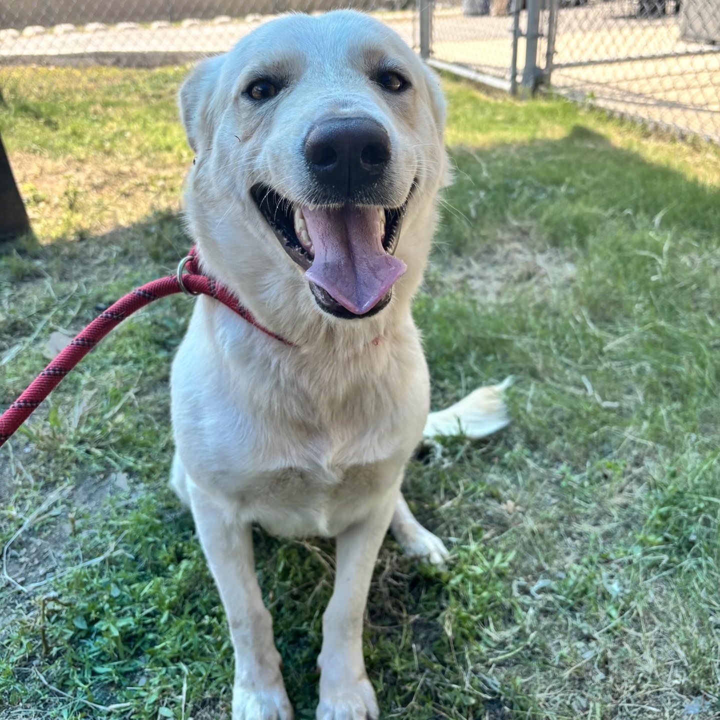 Enlarge Polybear, a ADOPTABLE mixed breed in Converse, TX image 2/6