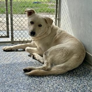 Polybear, ADOPTABLE, Adult Male German Shepherd Dog & Labrador Retriever.