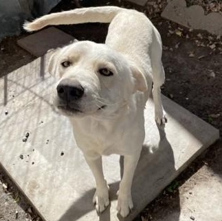 Enlarge Polybear, a ADOPTABLE mixed breed in Converse, TX image 2/2