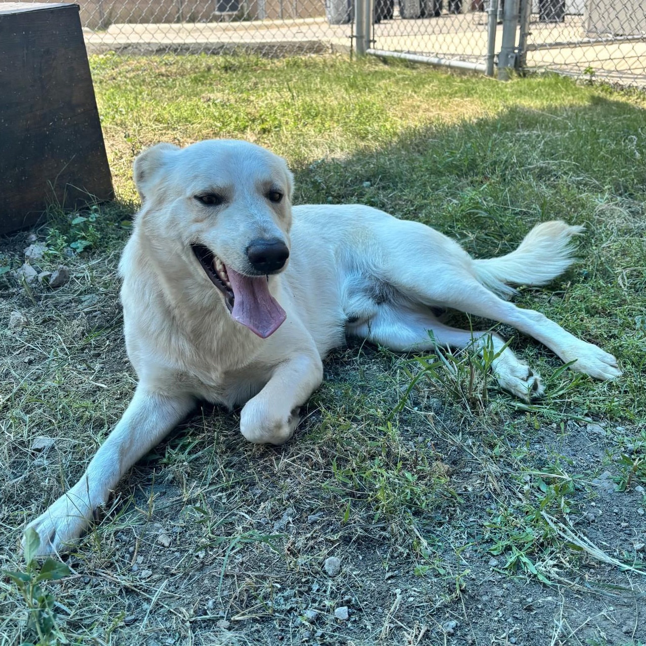 Enlarge Polybear, a ADOPTABLE mixed breed in Converse, TX image 3/6