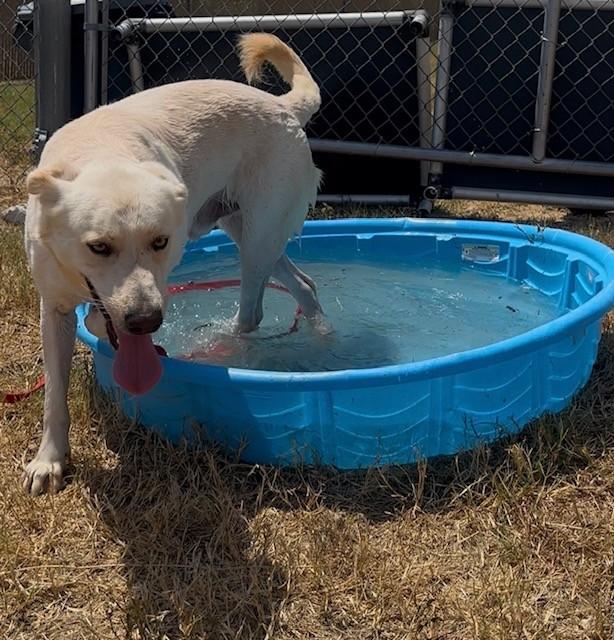 Polybear, ADOPTABLE, Adult Male German Shepherd Dog & Labrador Retriever.