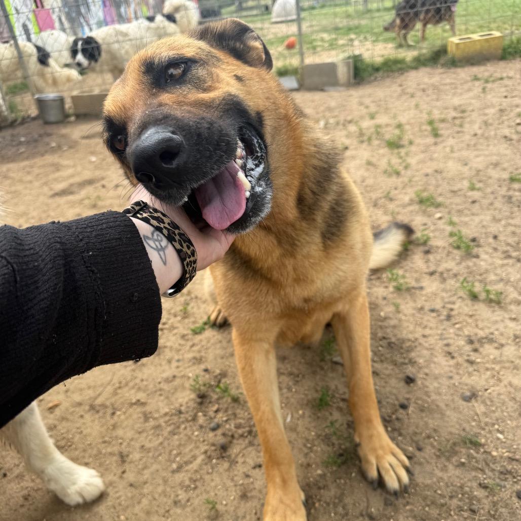 Enlarge Gorgina, a Adoptable mixed breed in West Point, MS image 1/4