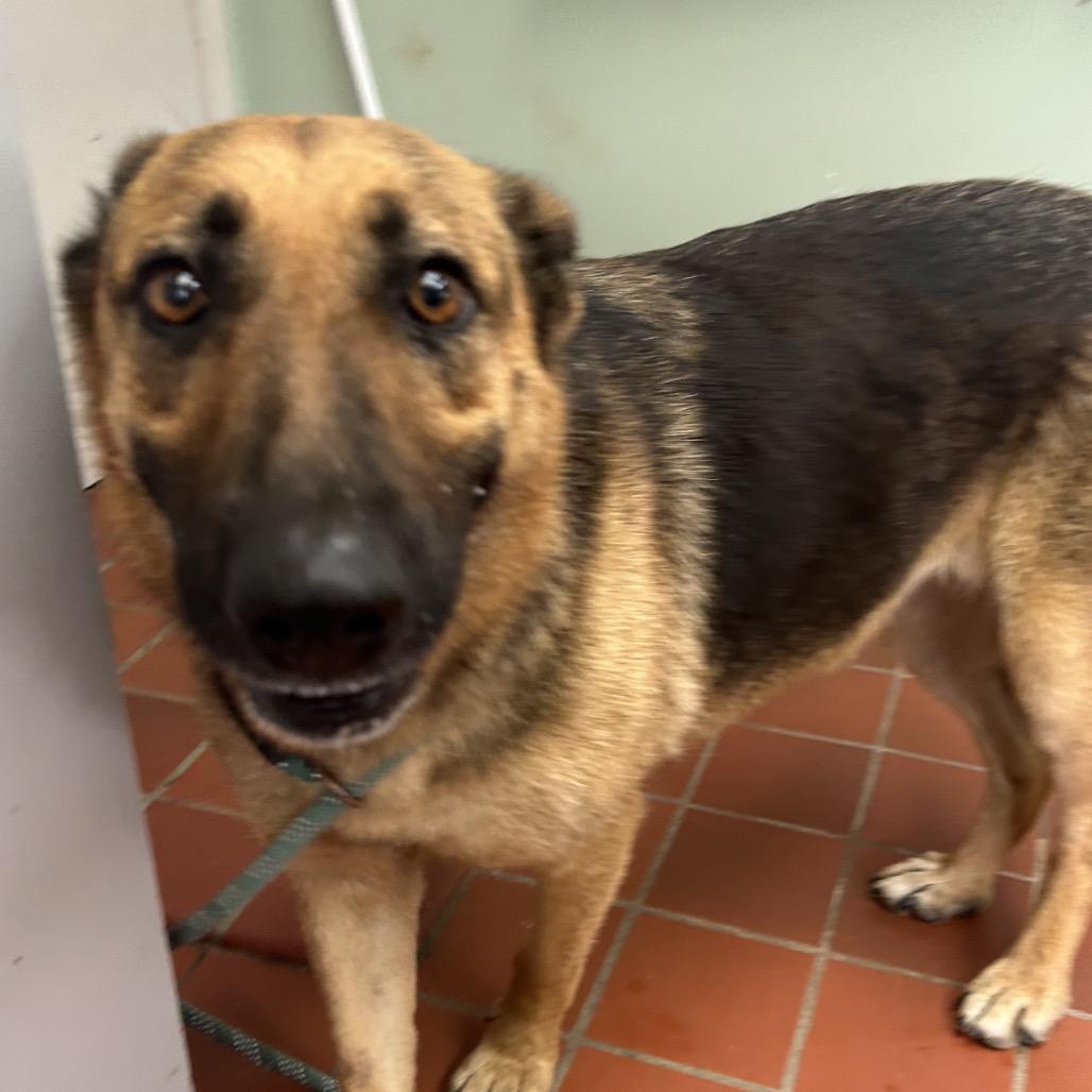 Enlarge Gorgina, a Adoptable mixed breed in West Point, MS image 2/4