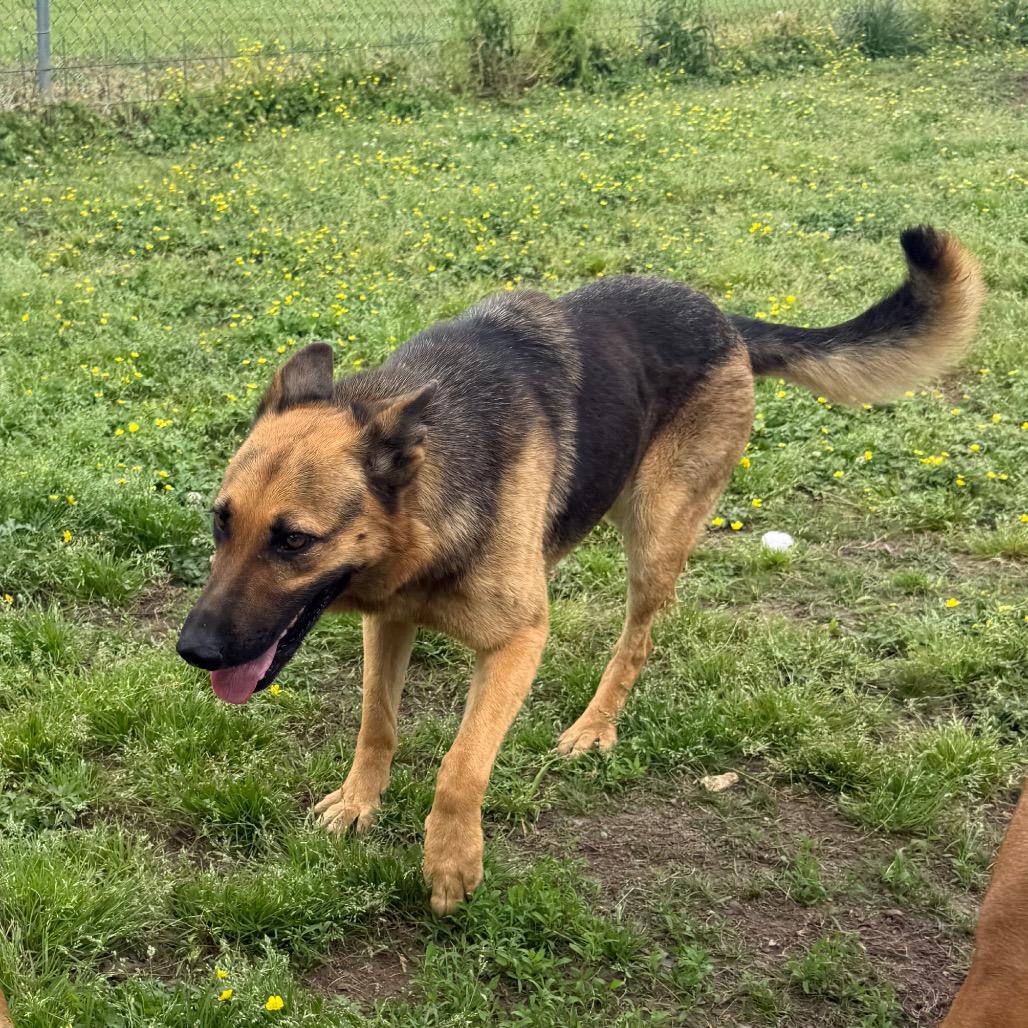 Enlarge Gorgina, a Adoptable mixed breed in West Point, MS image 3/4