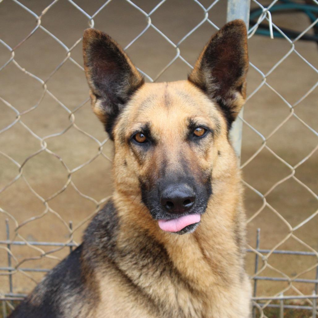 Enlarge Gorgina, a Adoptable mixed breed in West Point, MS image 4/6