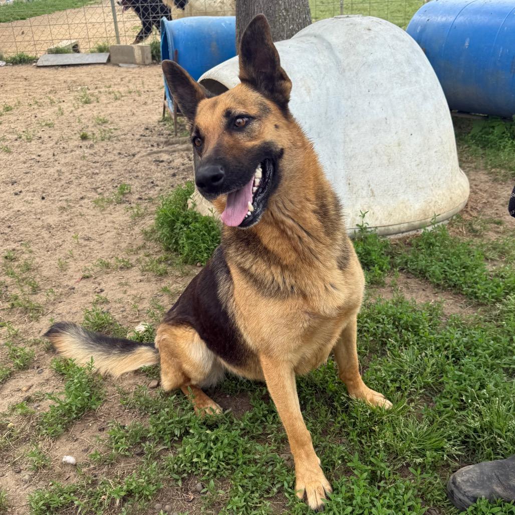 Enlarge Gorgina, a Adoptable mixed breed in West Point, MS image 4/4