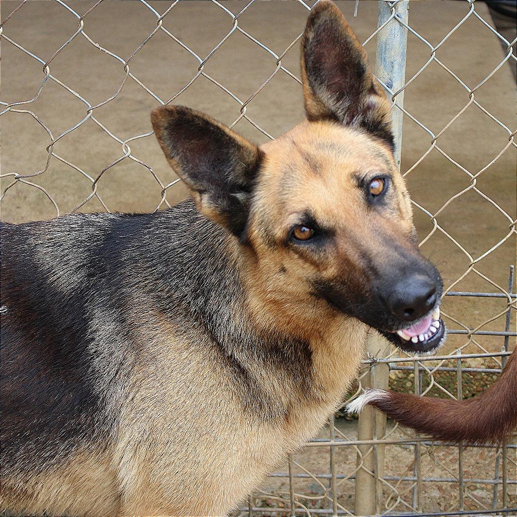 Enlarge Gorgina, a Adoptable mixed breed in West Point, MS image 6/6