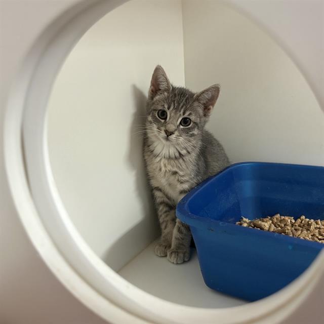 EMMI, Adoptable, Kitten Female Domestic Medium Hair.