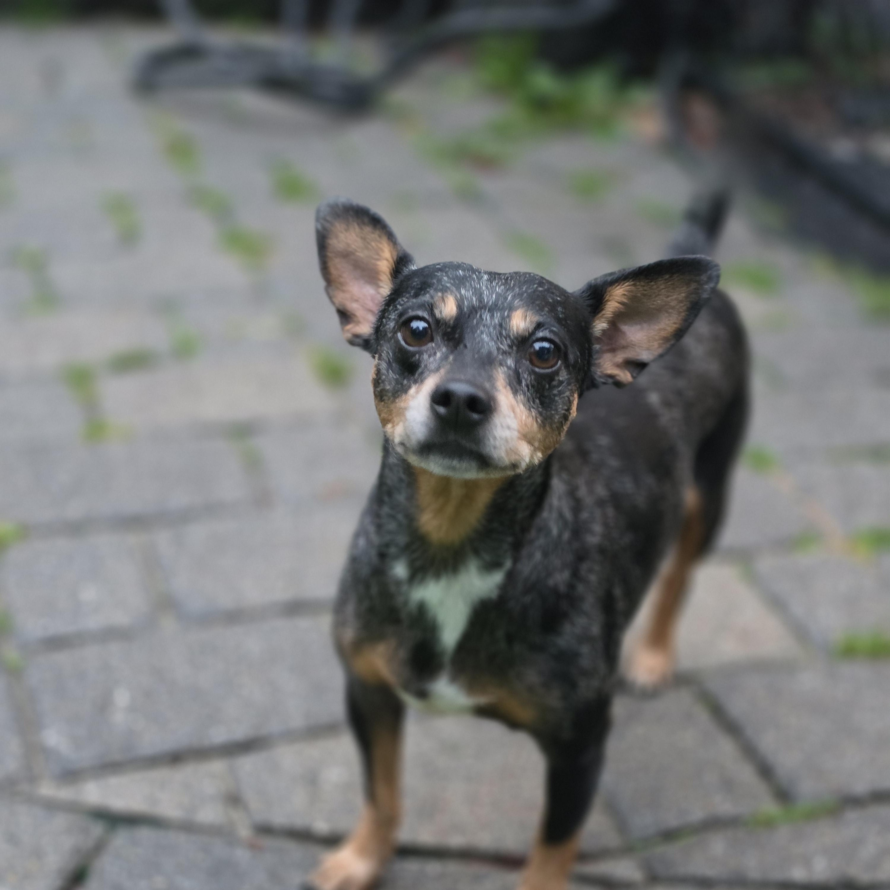 Enlarge Burrito, a Adopted mixed breed in Blairstown, NJ image 4/6