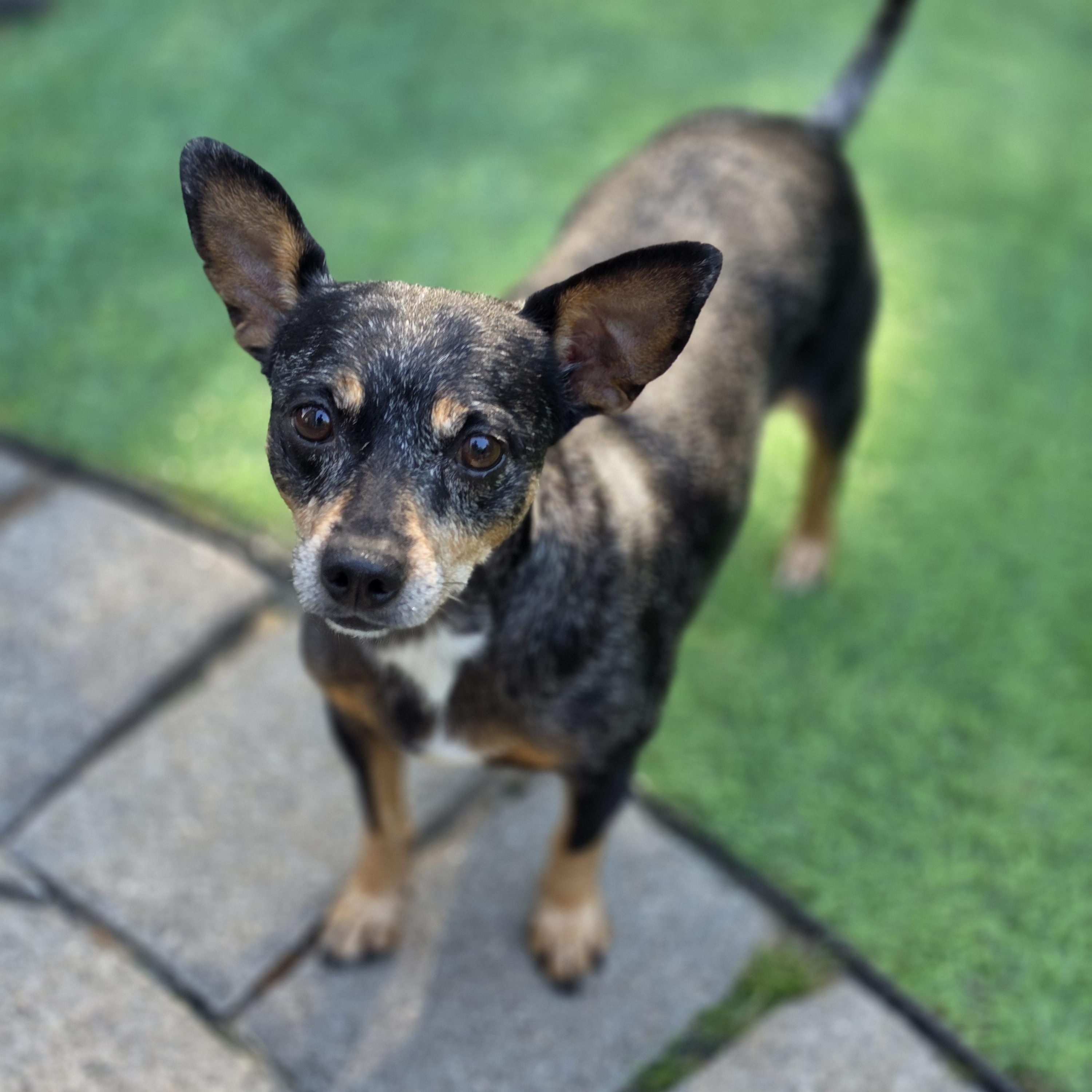 Burrito, Adopted, Adult Female Chihuahua & Mixed Breed.