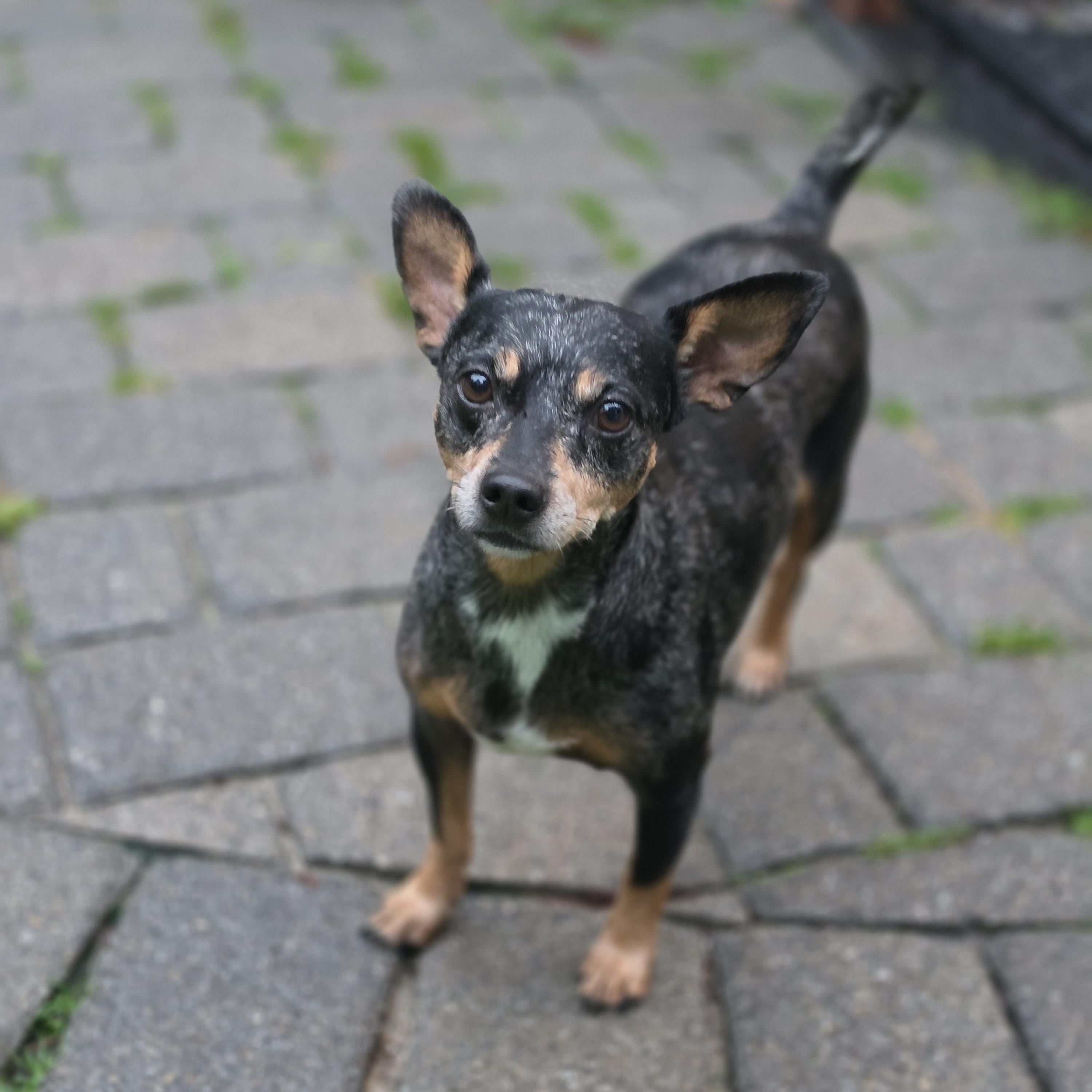 Enlarge Burrito, a Adopted mixed breed in Blairstown, NJ image 6/6