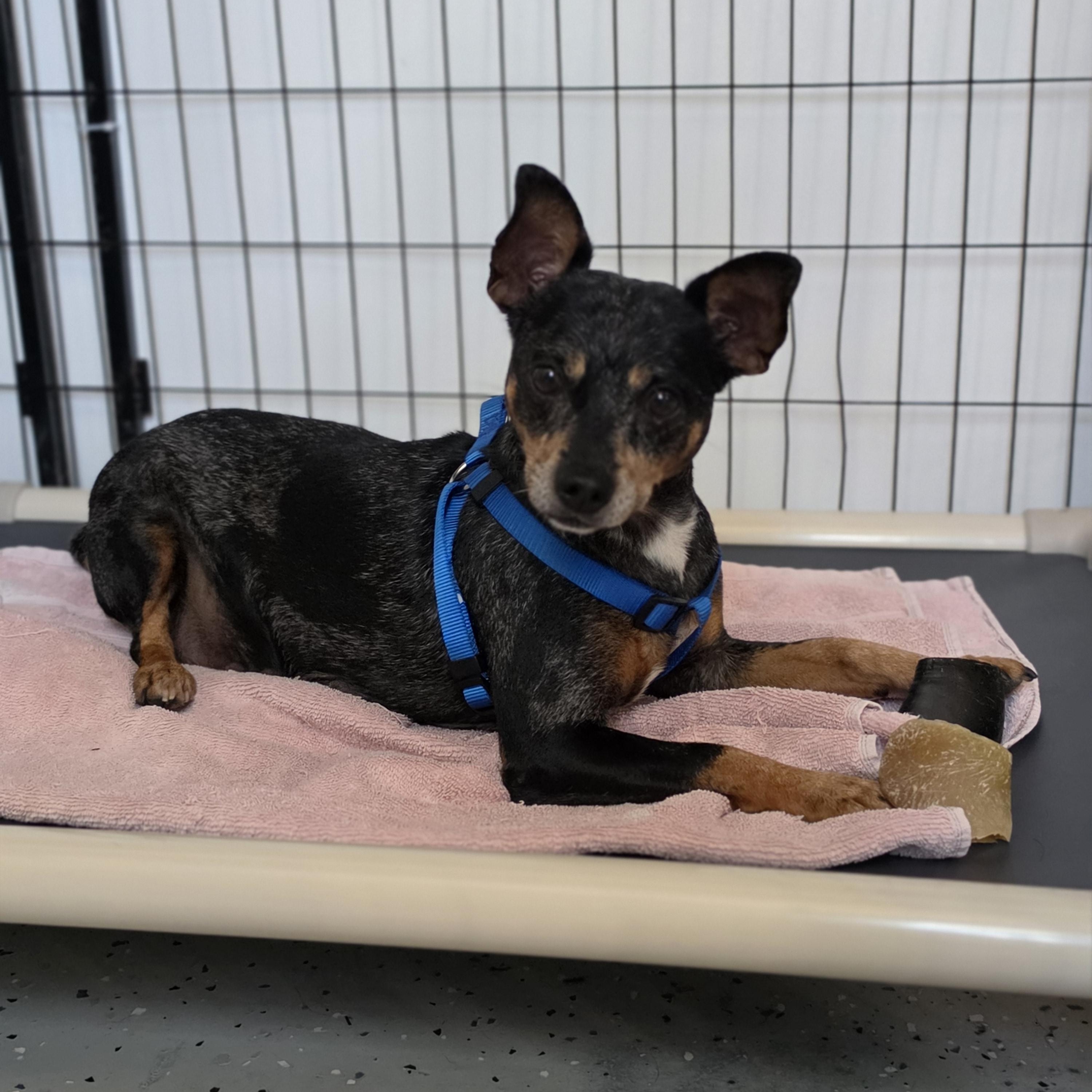 Enlarge Burrito, a Adopted mixed breed in Blairstown, NJ image 2/6