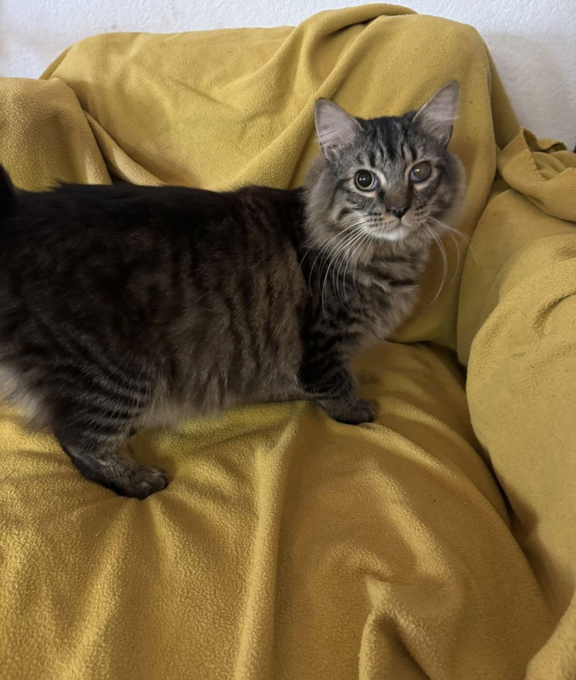 Enlarge Lizard, a Adoptable Domestic Short Hair in El Centro, CA image 1/1