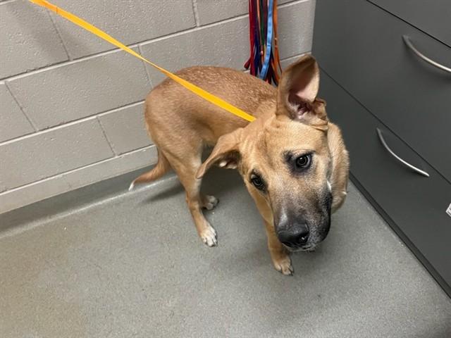 MAGIC, Adoptable, Young Male German Shepherd Dog & Mixed Breed.