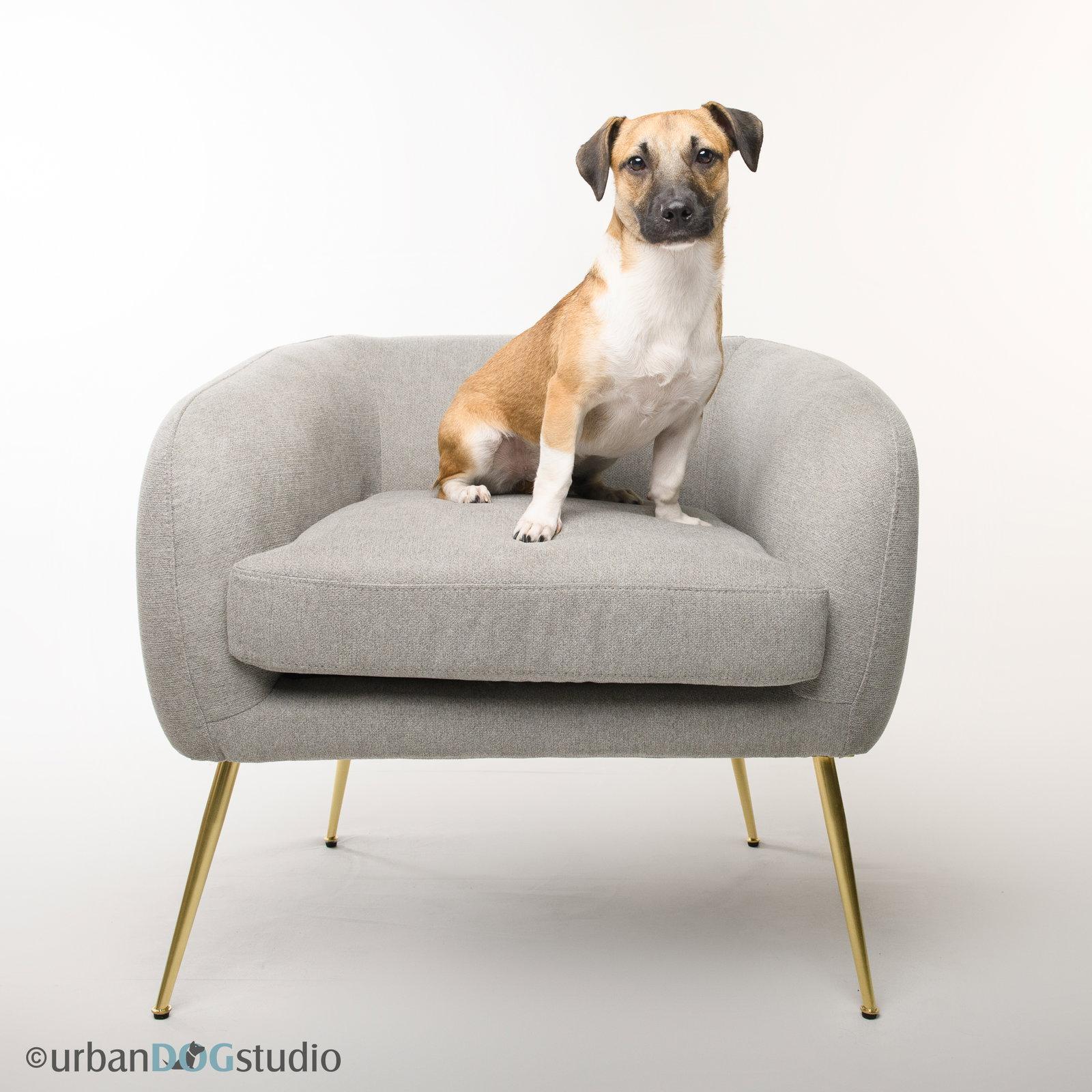 Enlarge Ghee - F, a Adoptable mixed breed in Tampa, FL image 2/3