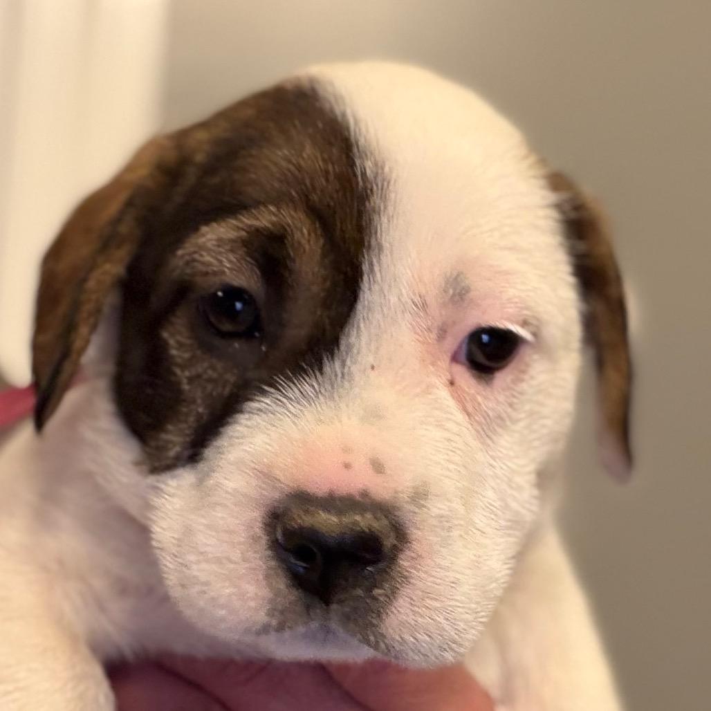 Enlarge Malva - pink, a Adoptable mixed breed in Greenfield, IN image 1/1