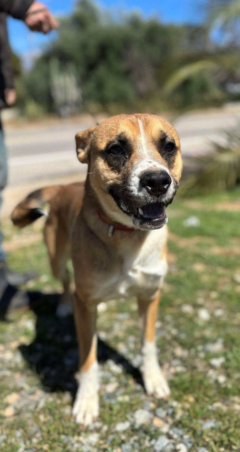 Riley , ADOPTABLE, Adult Male Boxer & Shepherd.