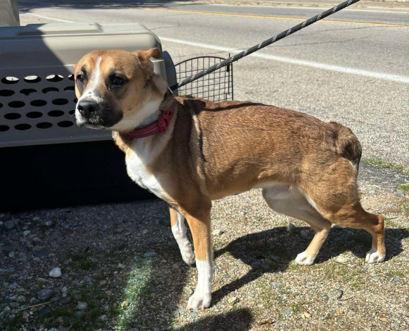 Riley , a ADOPTABLE mixed breed in Carlsbad, CA image 4/6
