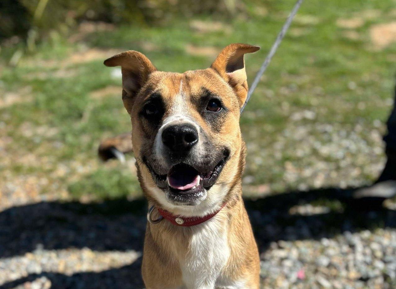 Riley , a ADOPTABLE mixed breed in Carlsbad, CA image 6/6